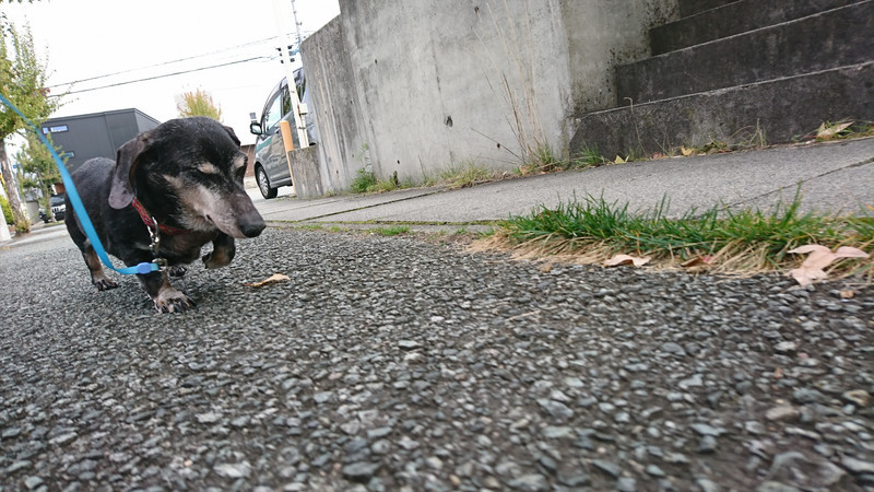 ダックスのヤマトちゃん お泊まりのご案内