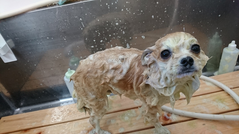 ポメラニアン×チワワのこてつちゃん トリミングコース