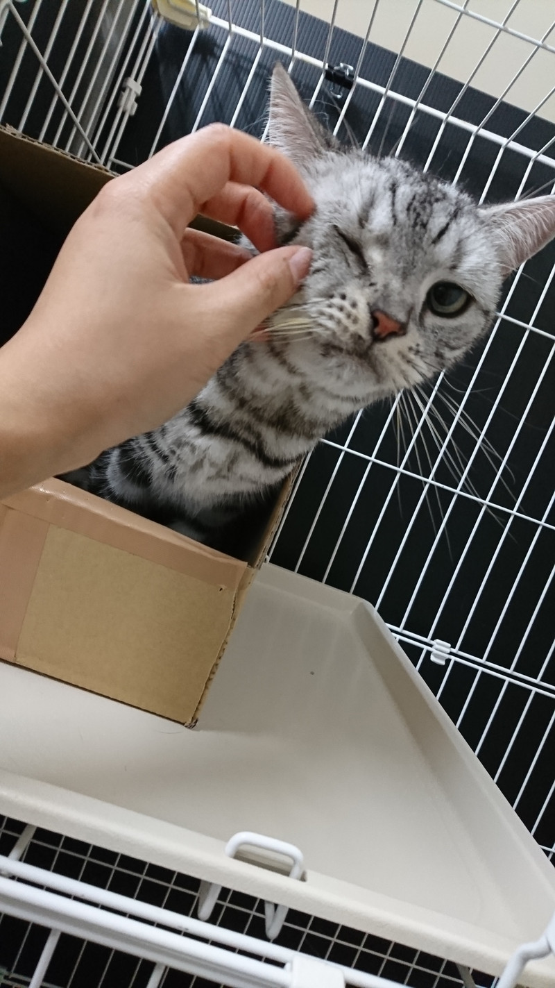 アメショーのピーターちゃん&スコティッシュのマイケルちゃん お泊まりの様子