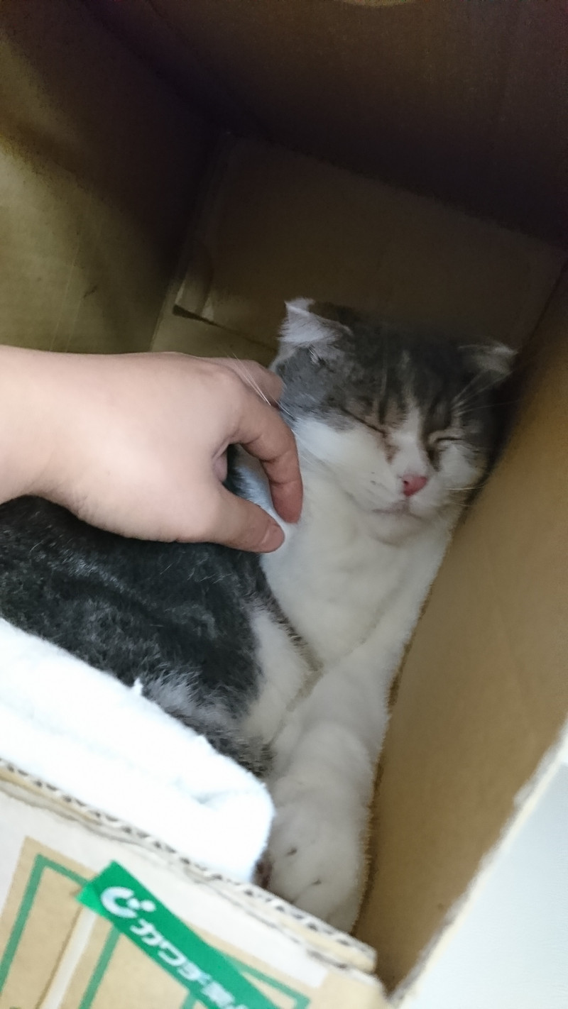 アメショーのピーターちゃん&スコティッシュのマイケルちゃん お泊まりの様子