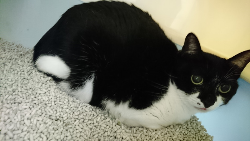 猫のおかゆちゃん お泊まりのご案内