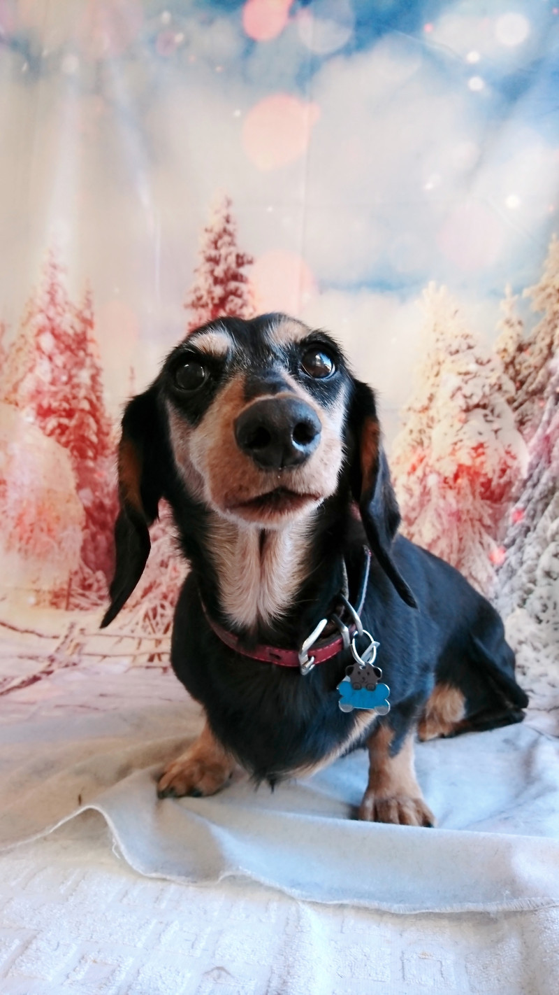 ダックスのリクちゃん グルーミングコース