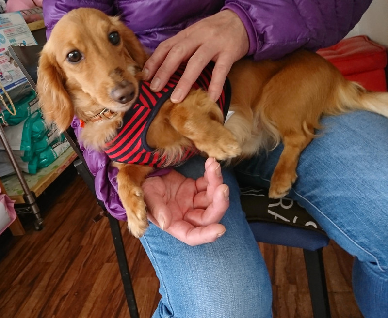 ダックスのケンちゃん 一時お預かり