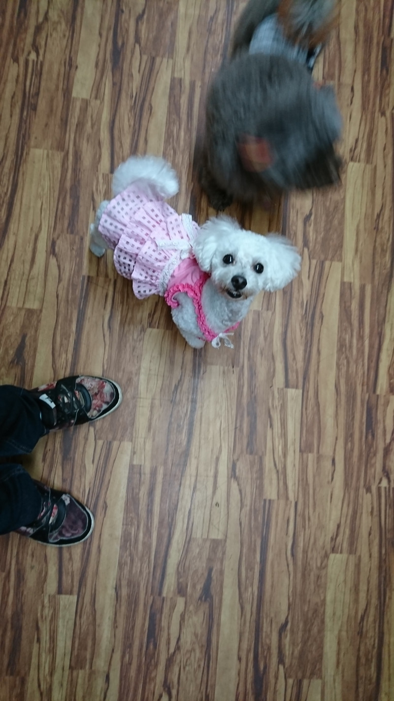 プードルのここちゃん お泊まりの様子