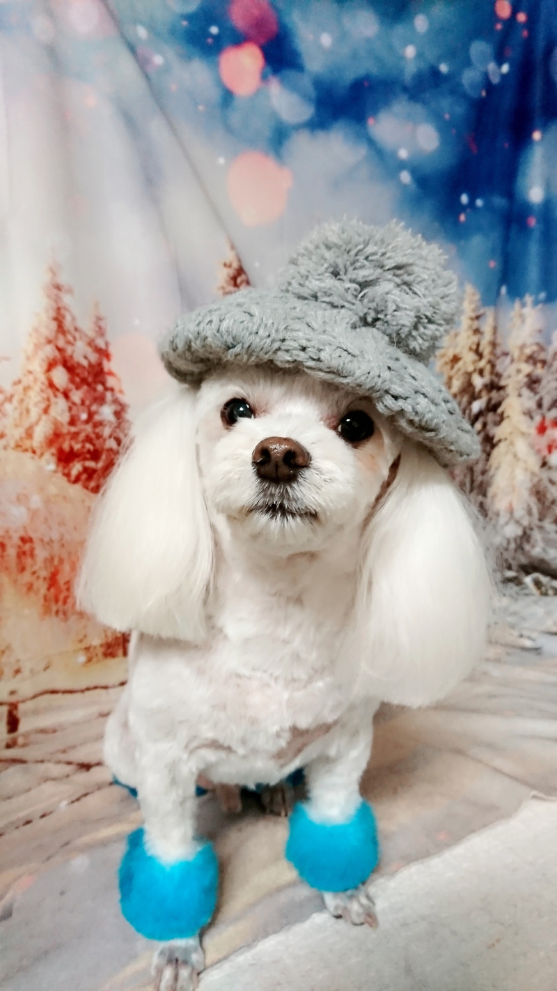 MIXのラフちゃん トリミングコース カラーリング