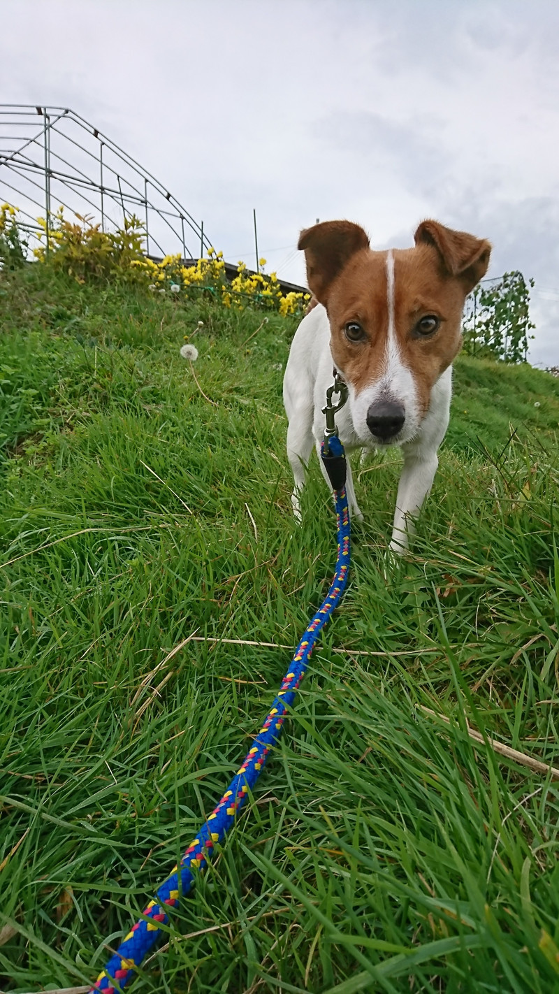 ジャックラッセルのマロンちゃん お泊まりの様子