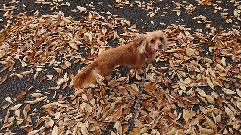 チワワ×ダックスのメルちゃん お泊まりの様子
