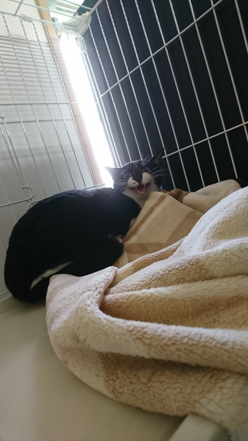 猫のおかゆちゃん お泊まりの様子