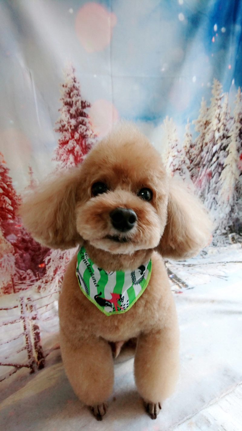 プードルの遼馬ちゃん＆慎太郎ちゃん トリミングコース デンタル