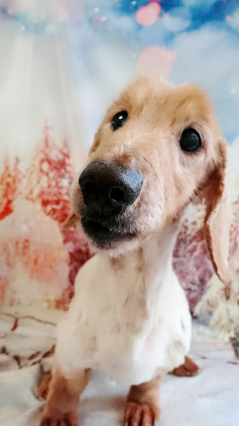 ダックスのこたろうちゃん トリミングコース