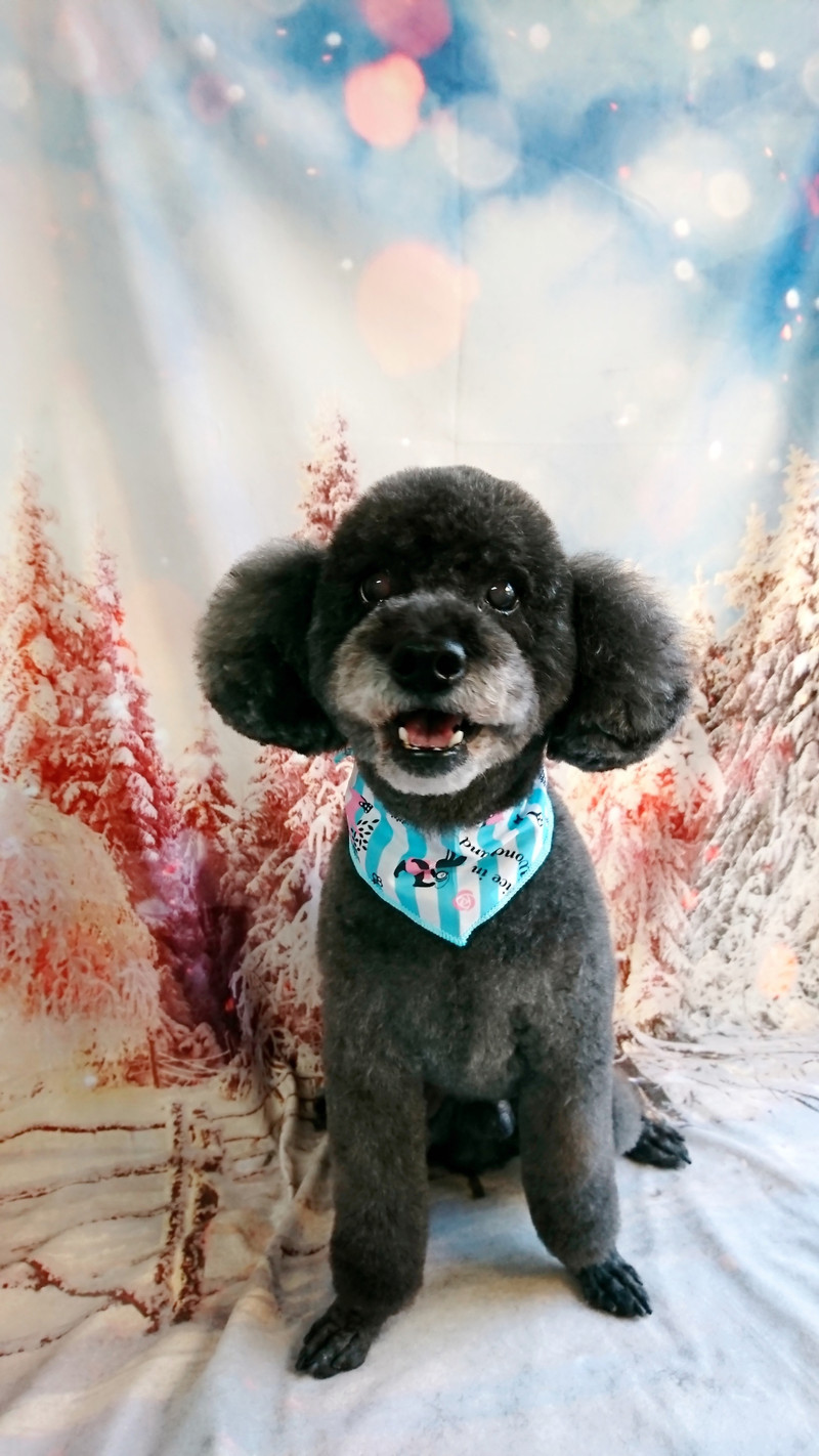 プードルの遼馬ちゃん＆慎太郎ちゃん トリミングコース デンタル