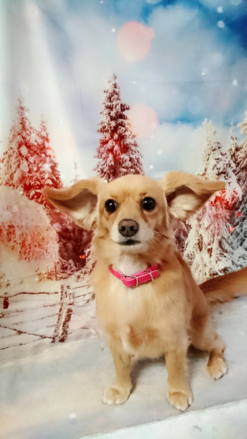 チワワ×ダックスのメルちゃん グルーミングコース 部分カット