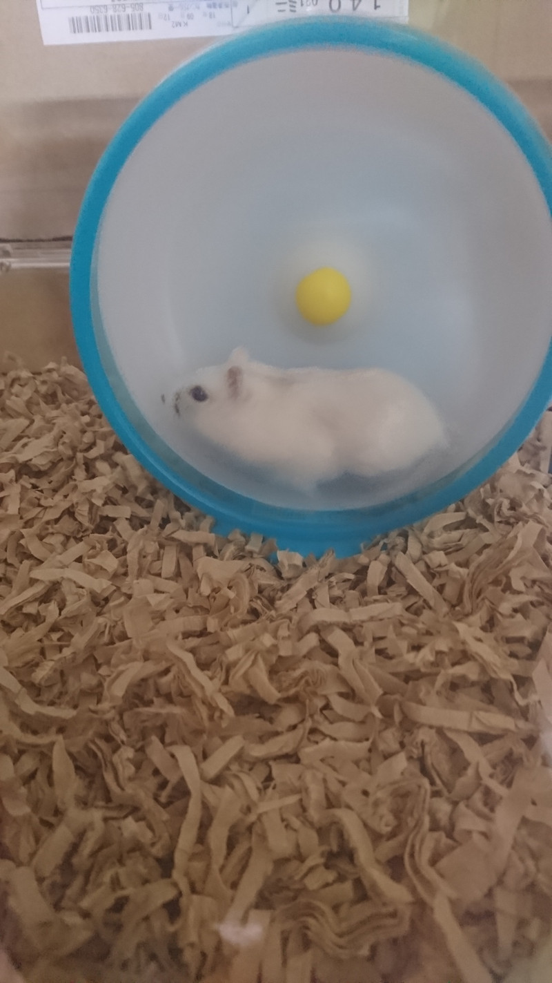 ハムスターのきなこちゃん お泊まりの様子