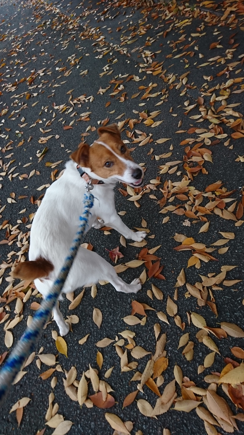 ジャックラッセルのマロンちゃん お泊まりの様子