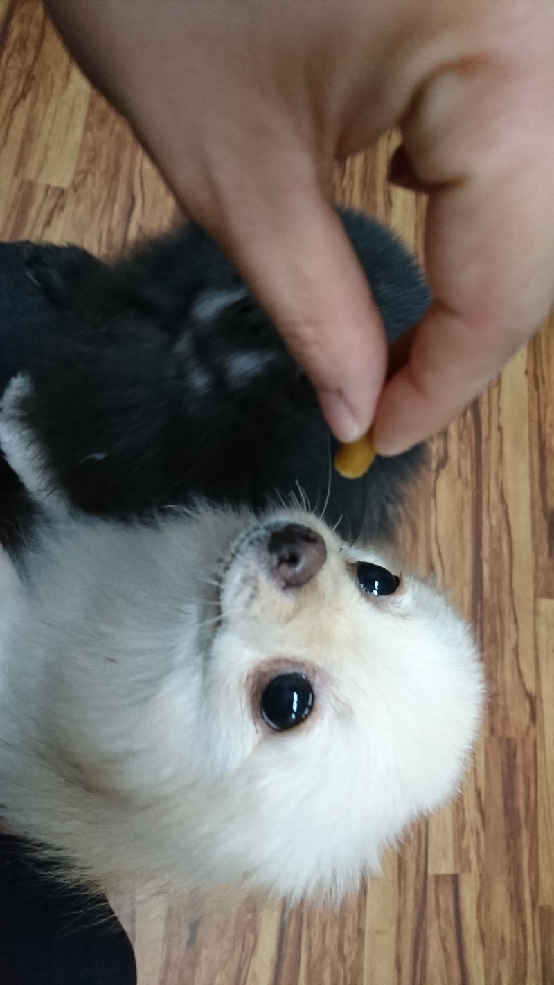 ポメラニアンのアルちゃん&ムギちゃん お泊まりの様子