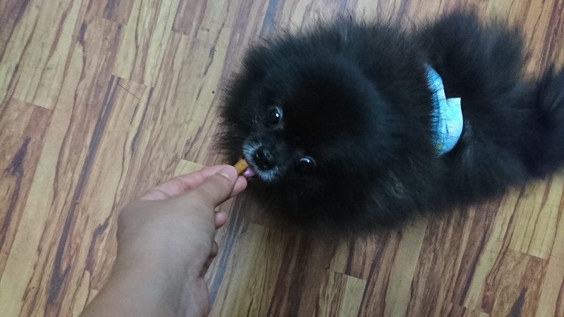 ポメラニアンのアルちゃん&ムギちゃん お泊まりの様子