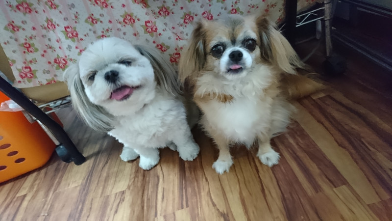 シーズーMIXのひかりちゃん＆みらいちゃん お泊まりの様子