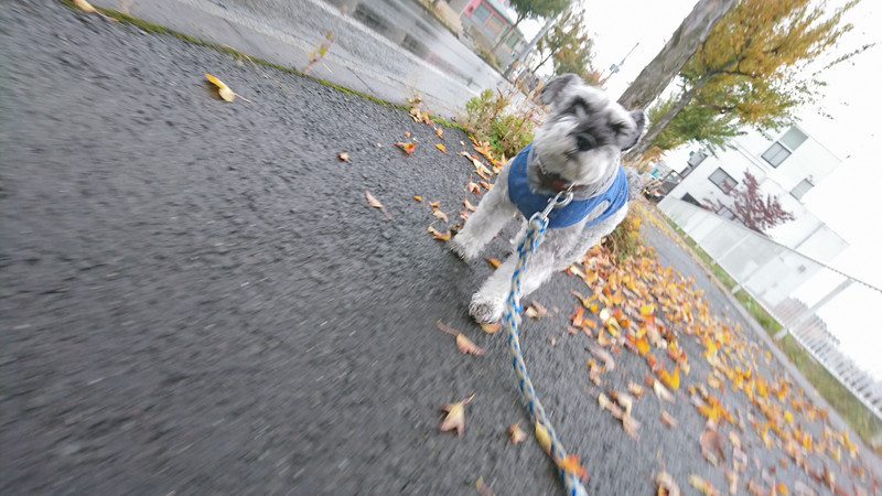 シュナウザーのシュシュちゃん お泊まりの様子