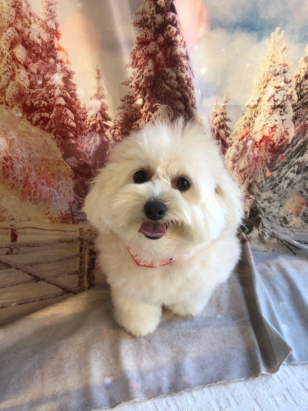 MIX ななちゃん シャンプーコース