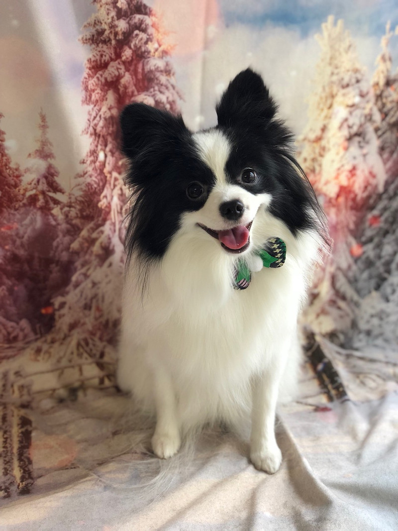 MIX ステラちゃん トリミングコース