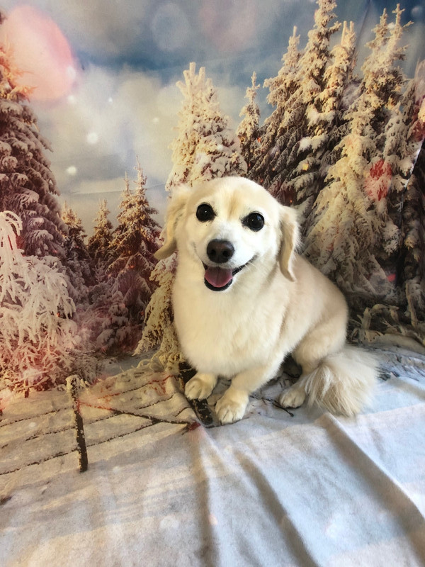 MIX アクアちゃん グルーミングコース