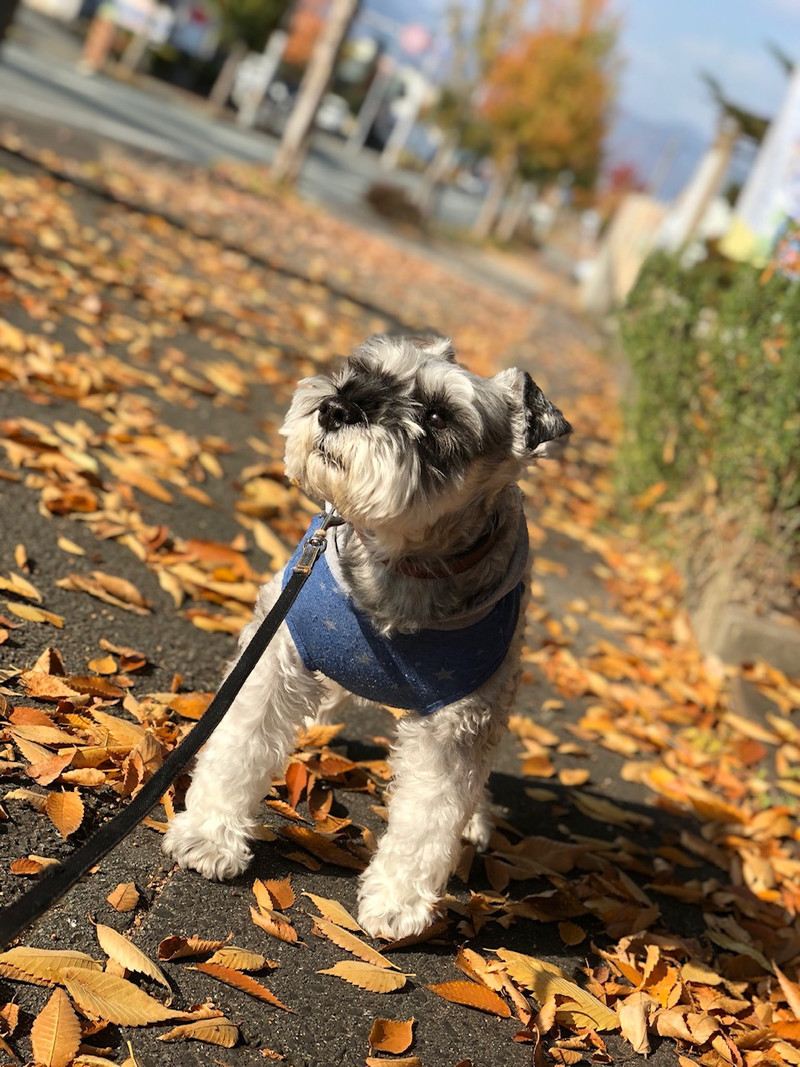 シュナウザー シュシュちゃん お泊まりの様子
