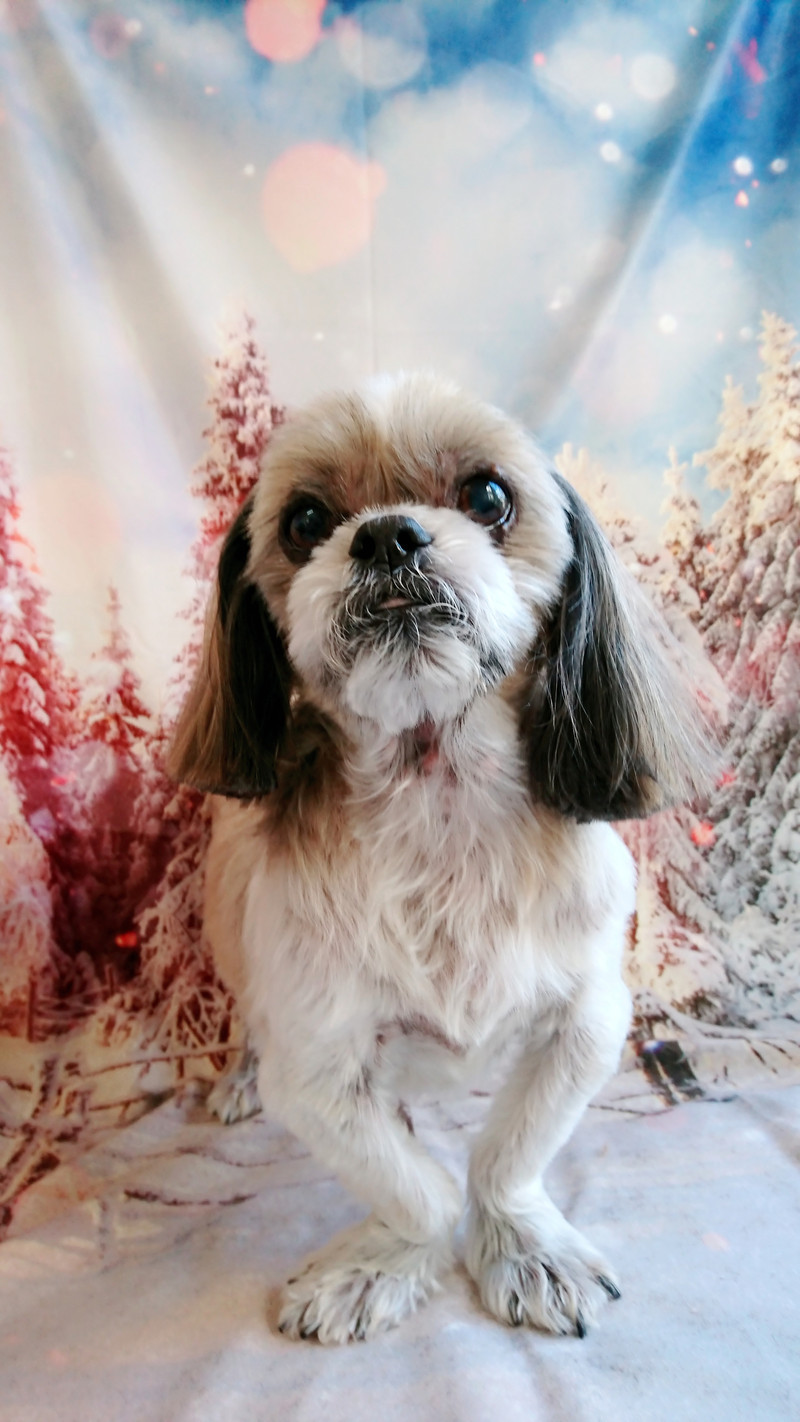 シーズーのクーちゃん シャンプーコース