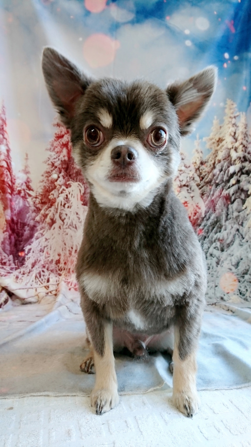 チワワのネオちゃん トリミングコース