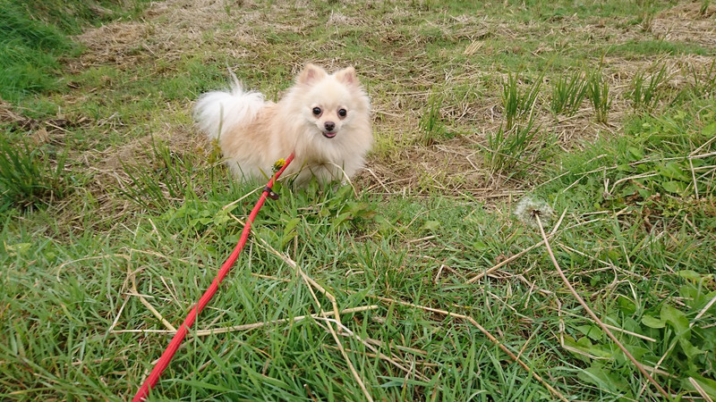 ポメラニアンのアルちゃん&ムギちゃん お泊まりの様子