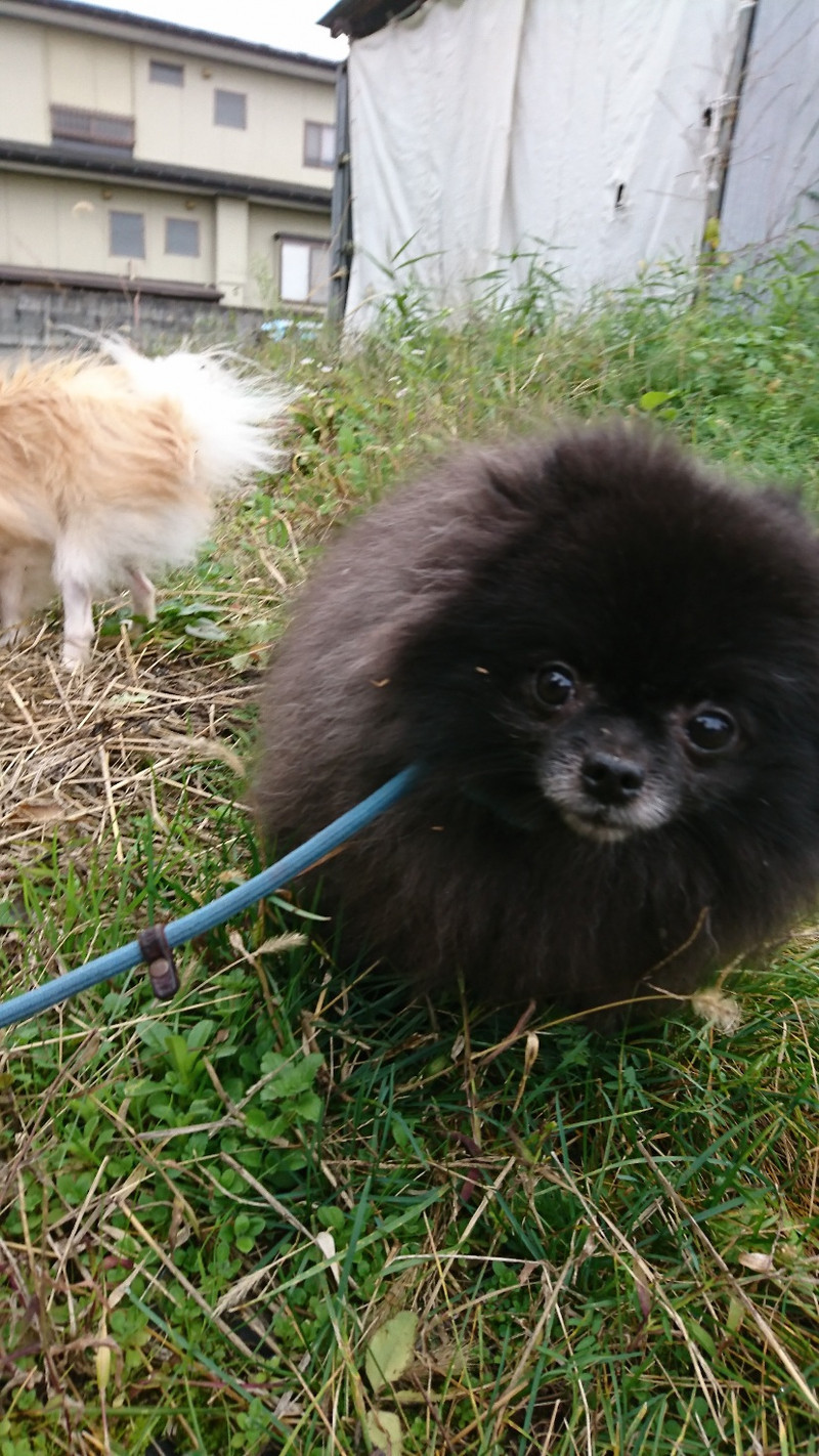 ポメラニアンのアルちゃん&ムギちゃん お泊まりの様子