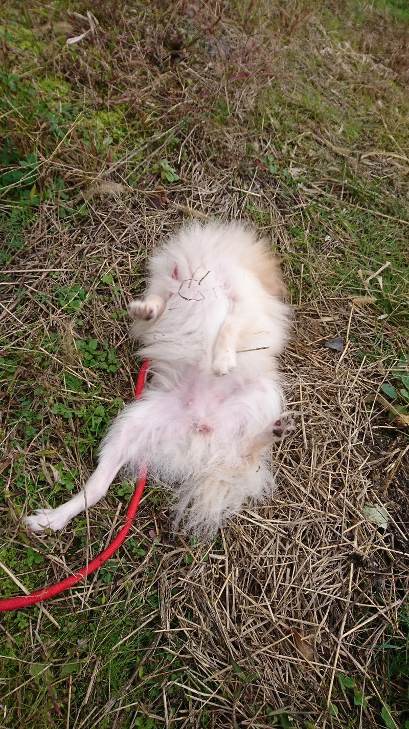 ポメラニアンのアルちゃん&ムギちゃん お泊まりの様子