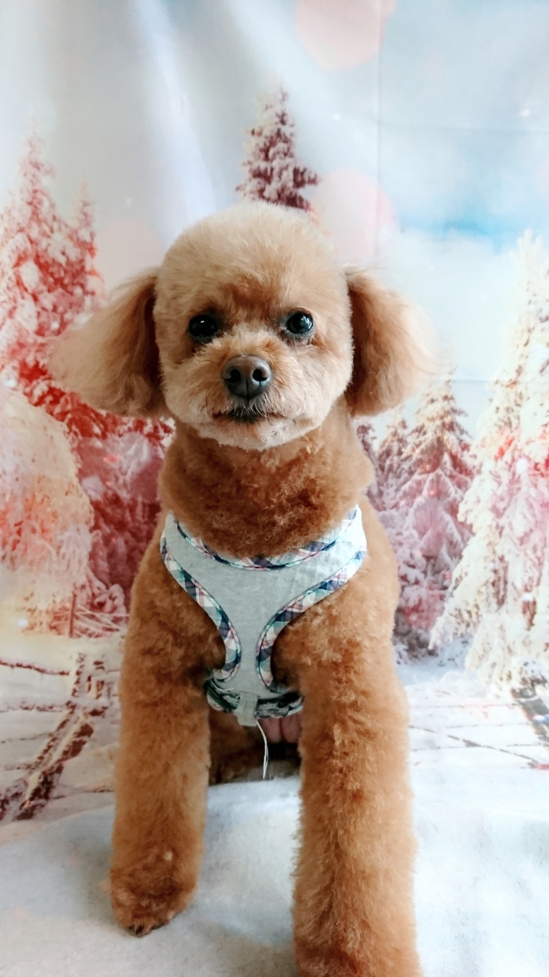 プードルのハルちゃん トリミングコース