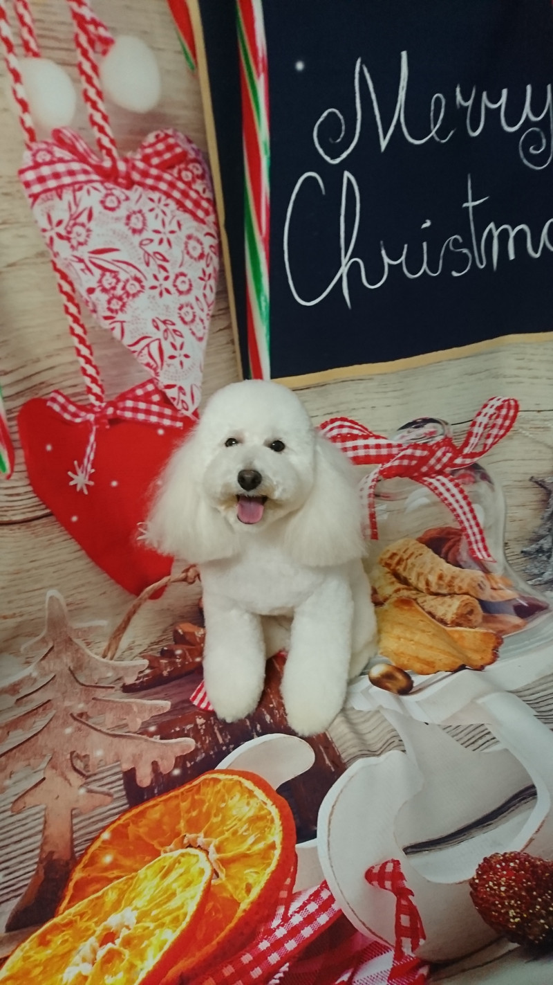 プードルの詩乃ちゃん トリミングコース