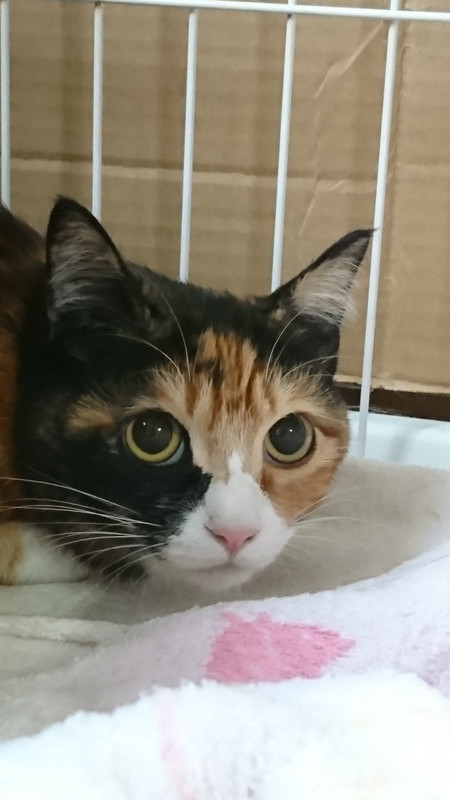 猫のナンちゃん お泊まりの様子