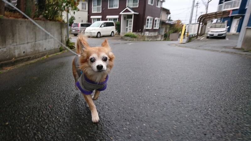 チワワのチビちゃん お泊まりの様子