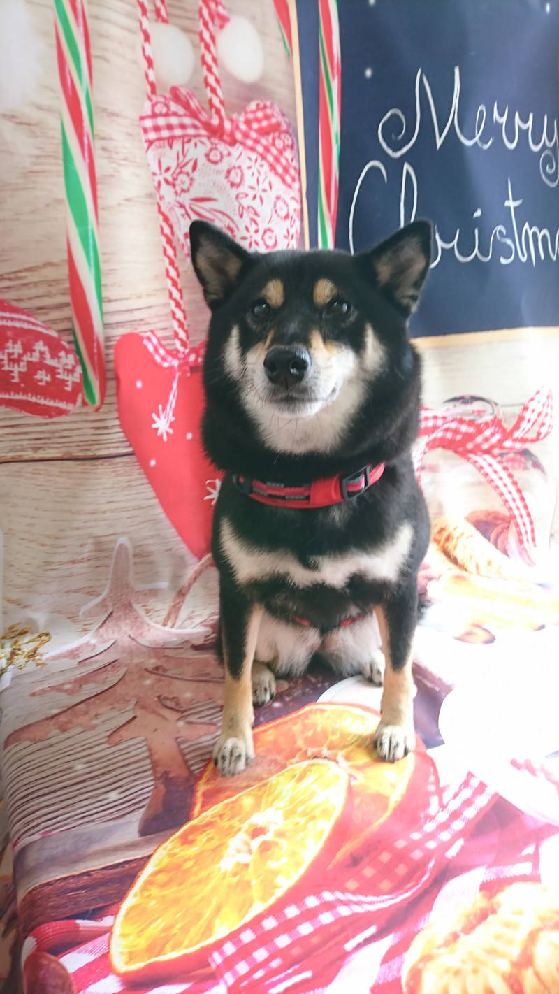 柴のはるちゃん グルーミングコース