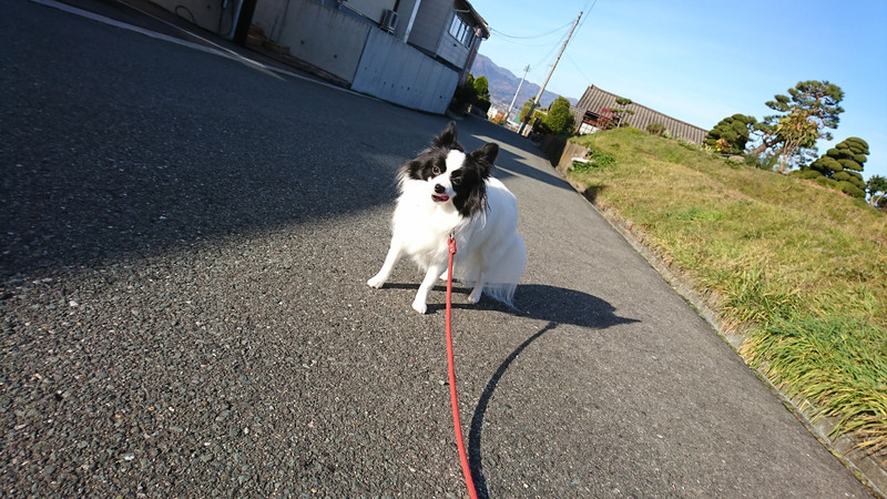 パピヨン×ポメラニアンのステラちゃん お泊まりの様子