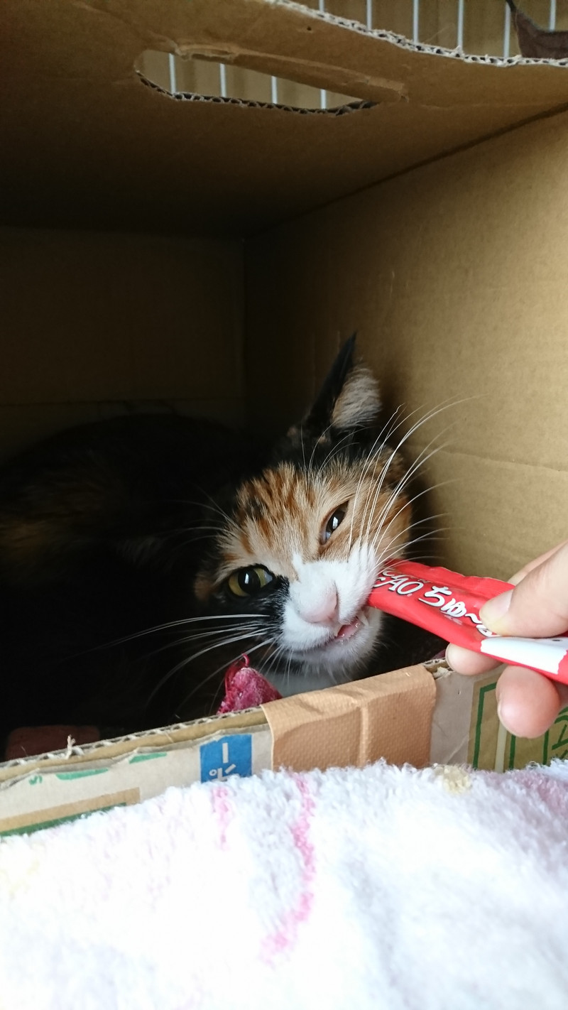 猫のナンちゃん お泊まりの様子