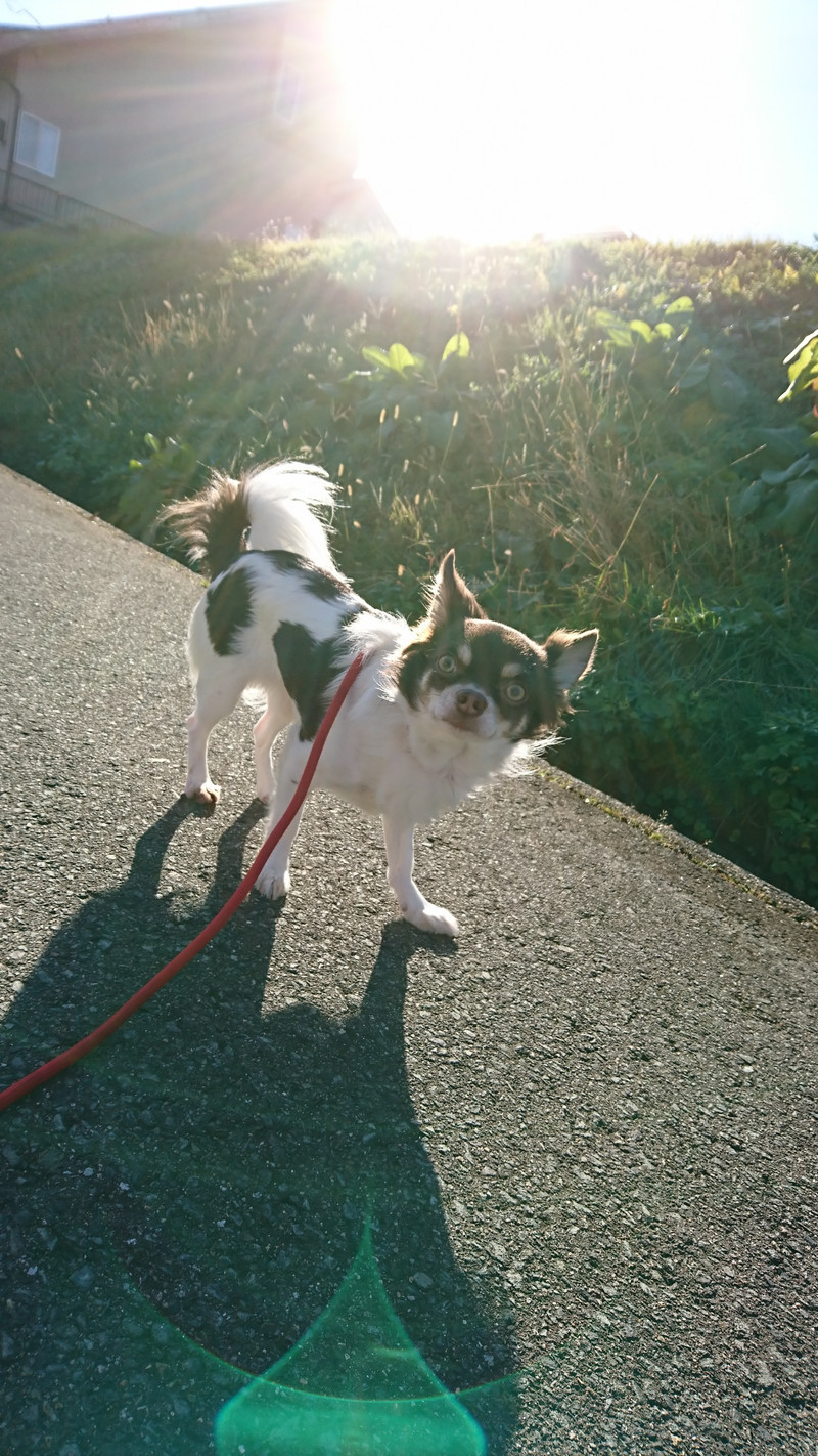 チワワのルナちゃん お泊まりの様子