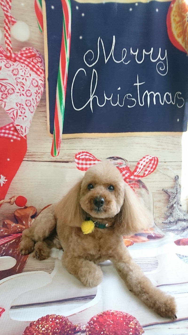 プードルのマロンちゃん トリミングコース