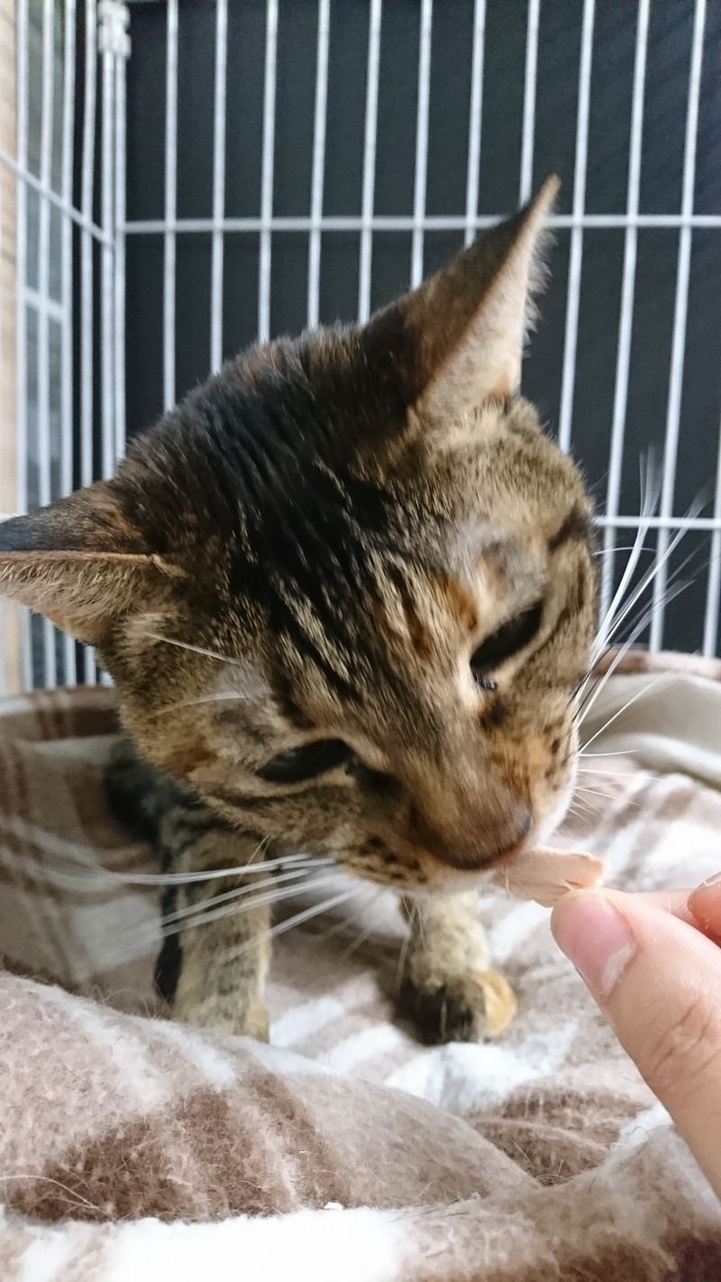 猫のしおちゃん&そばちゃん お泊まりの様子