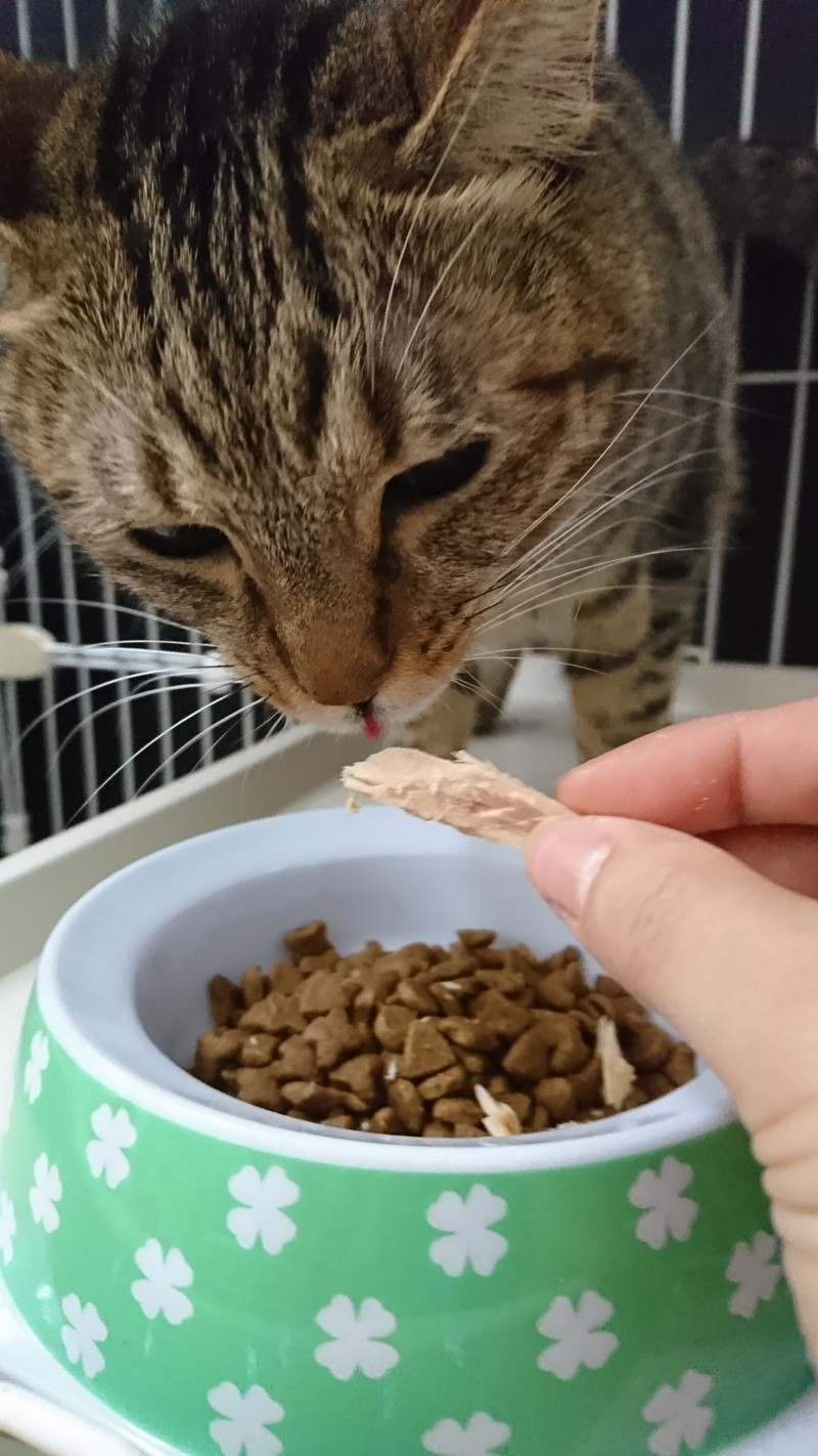 猫のしおちゃん&そばちゃん お泊まりの様子