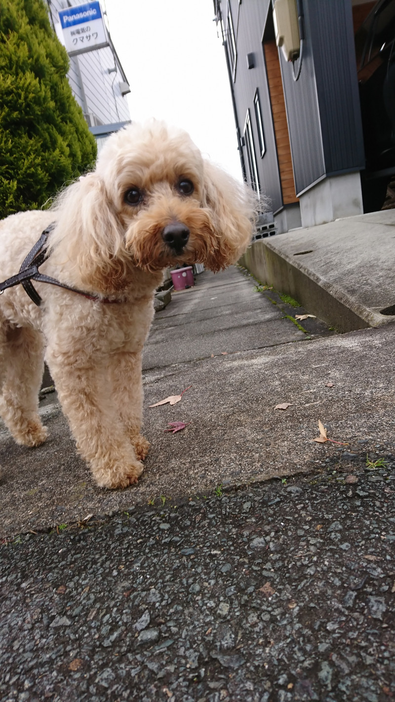 プードルの茶茶ちゃん お泊まりの様子