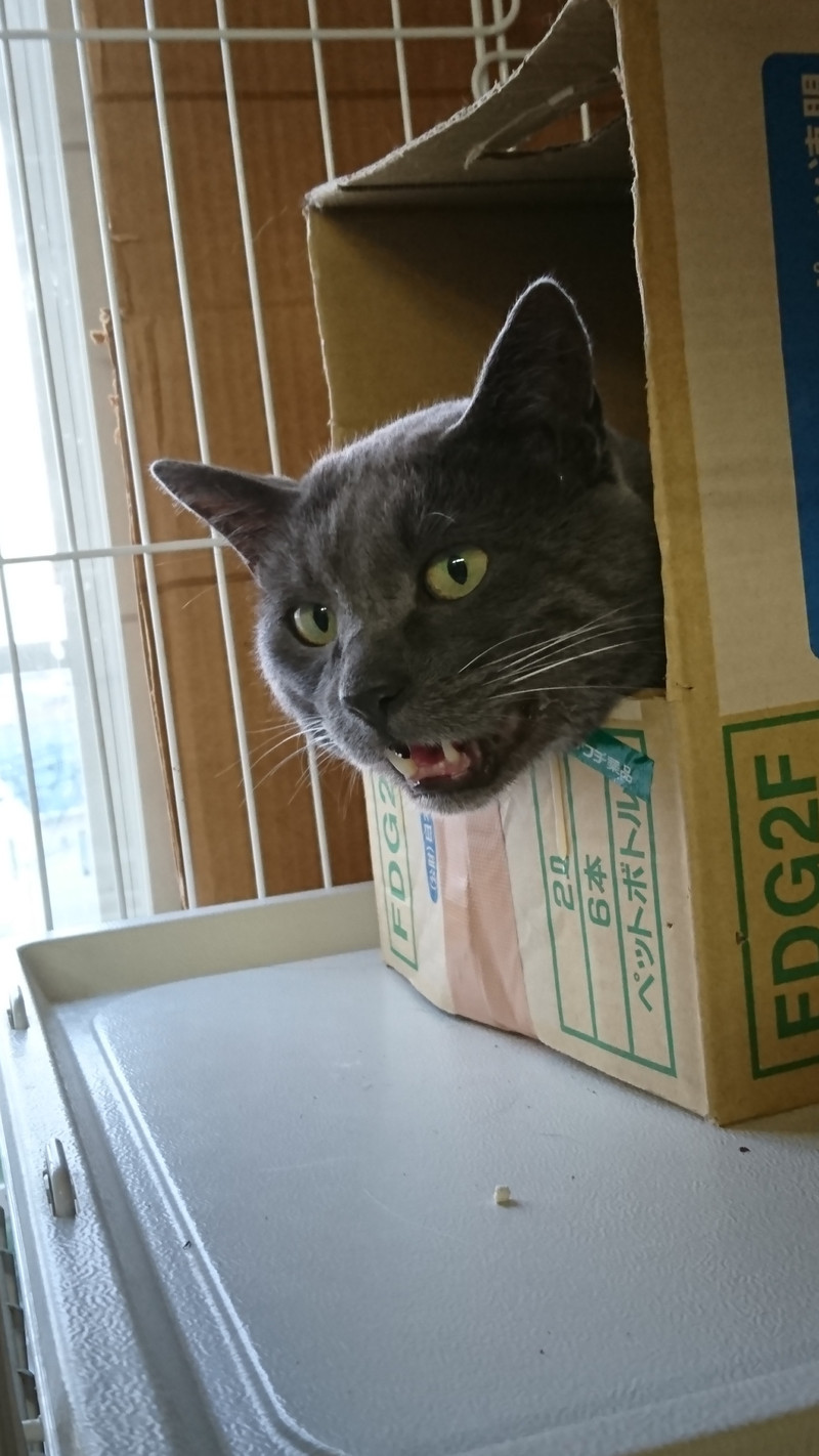 猫のアクちゃん お泊まりの様子