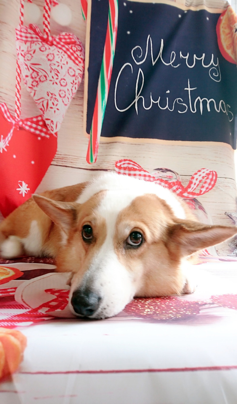 コーギーのつくしちゃん&瑠璃ちゃん&むぎちゃん グルーミングコース