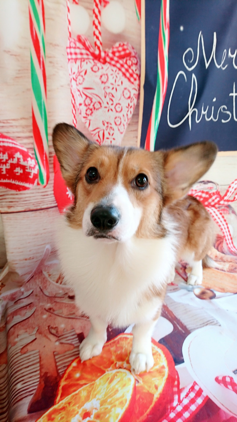 コーギーのつくしちゃん&瑠璃ちゃん&むぎちゃん グルーミングコース