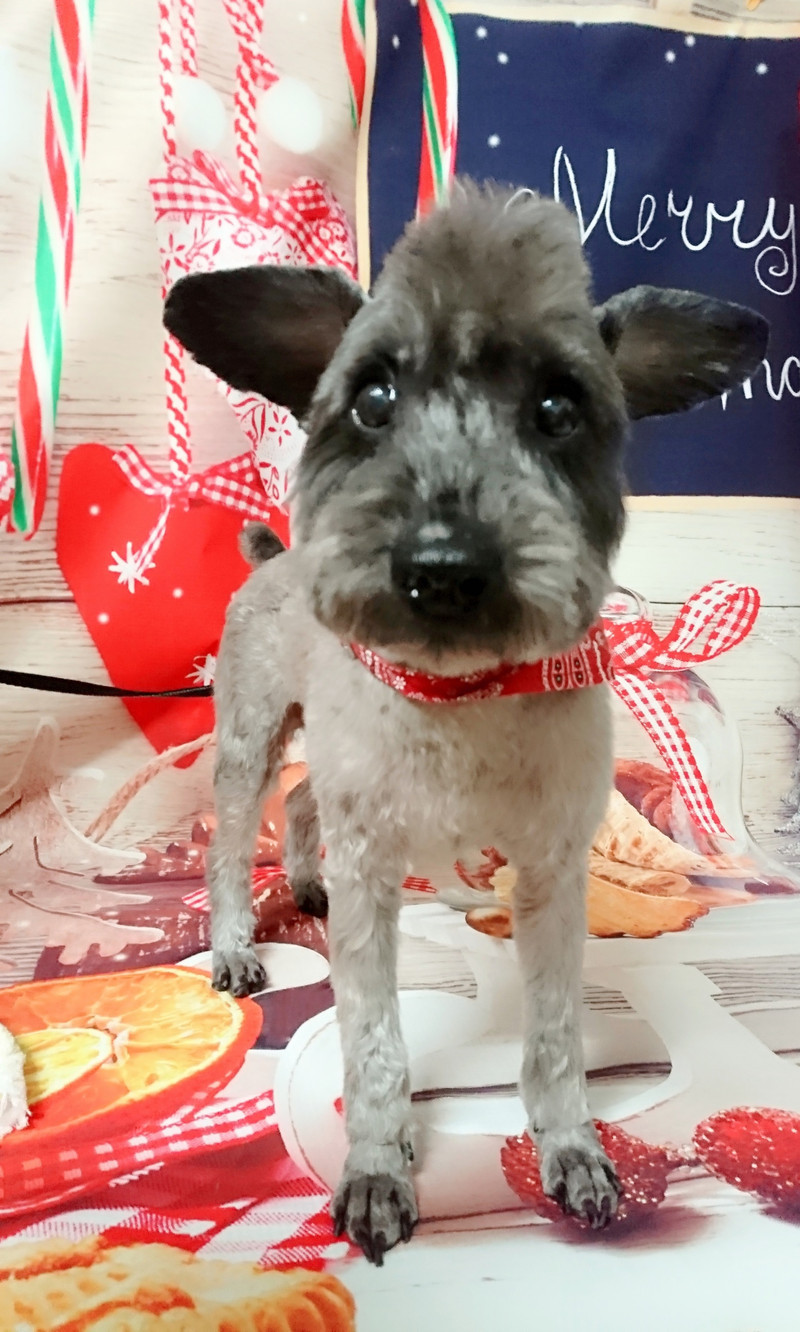 シュナウザーのジルちゃん&ダックス×プードルのジャックちゃん トリミングコース