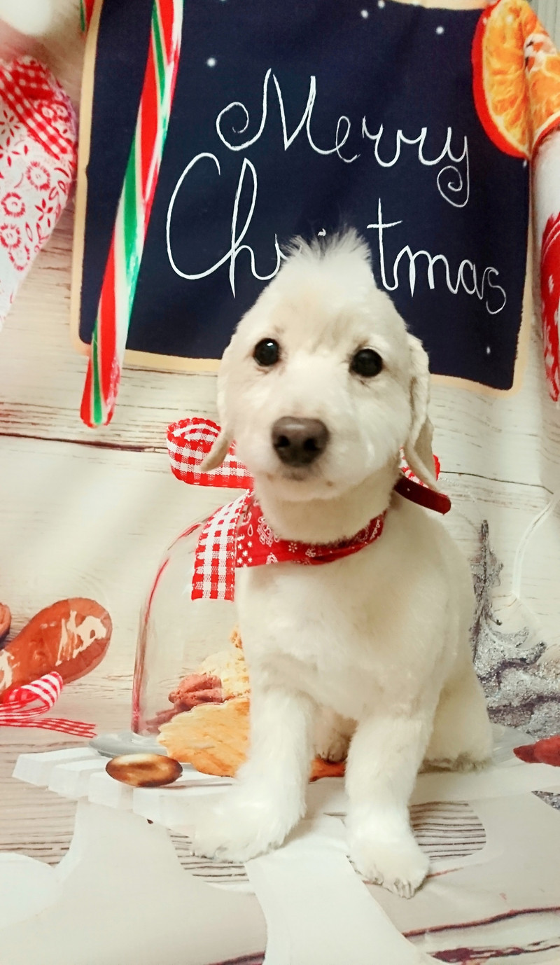 シュナウザーのジルちゃん&ダックス×プードルのジャックちゃん トリミングコース