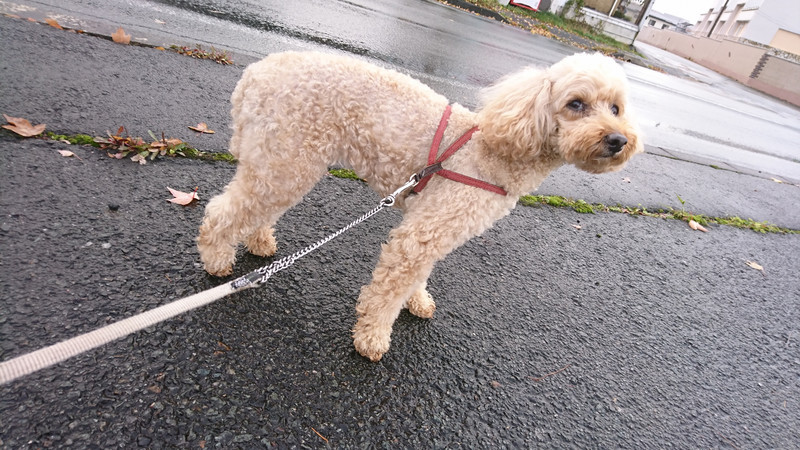 プードルの茶茶ちゃん お泊まりの様子