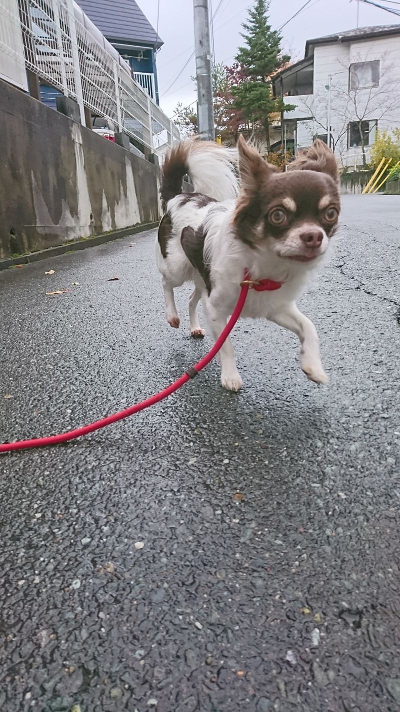 チワワのルナちゃん お泊まりの様子